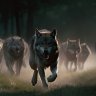 Wolves hunt in packs